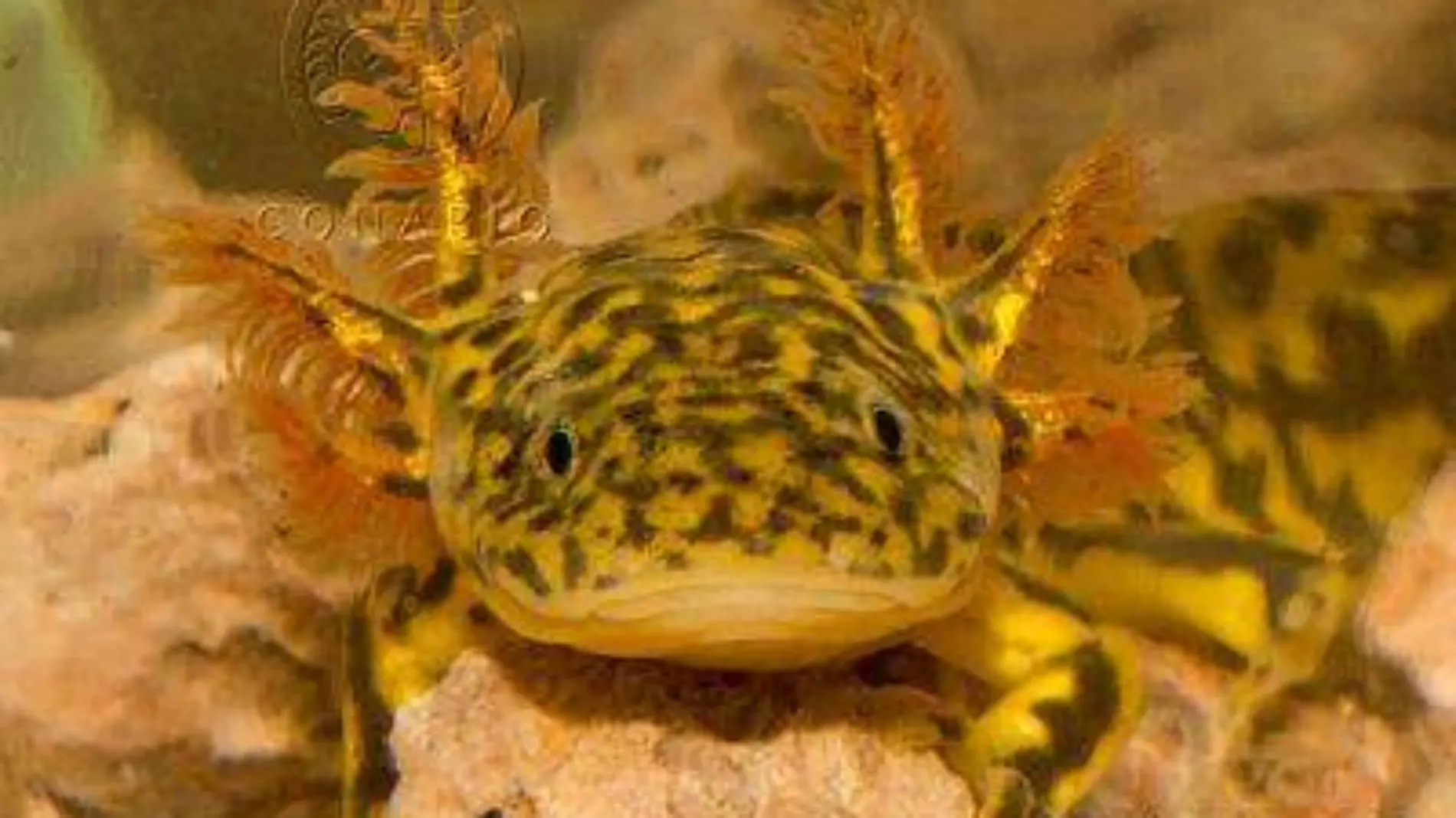 ECA0147 Ambystoma rosaceum.t54510580.m400.wConabioCornerCopy.jpg.x6XRoHuhuaXekVVAgrKf_SfQevXSMrXh0k6qoQp0Lnfc